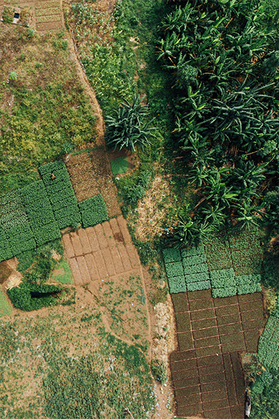 Indigenous Trees In Nigeria